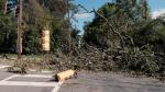 Fallen tree on traffic lights